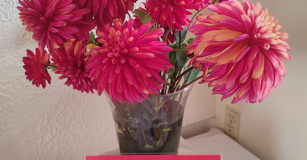 Celebration of Life: Judith Armstrong