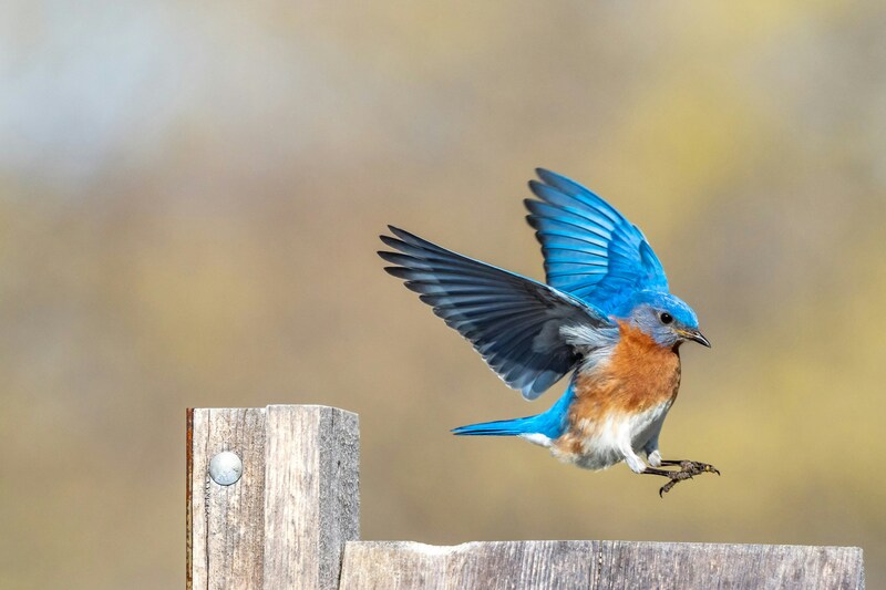 Bluebird and the Gospel of Matthew