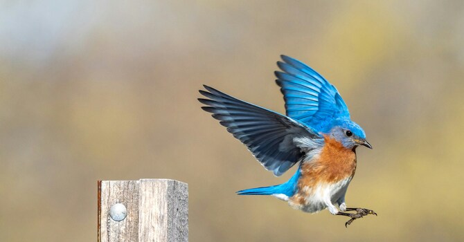 Bluebird and the Gospel of Matthew