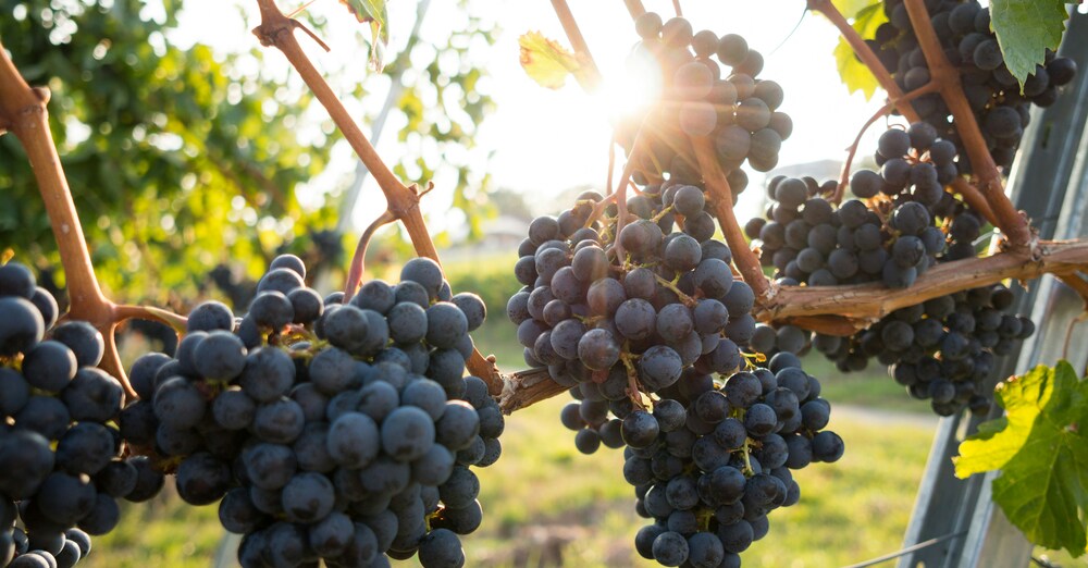 Tending God's Vineyard