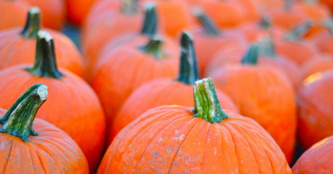 Pumpkin Patch