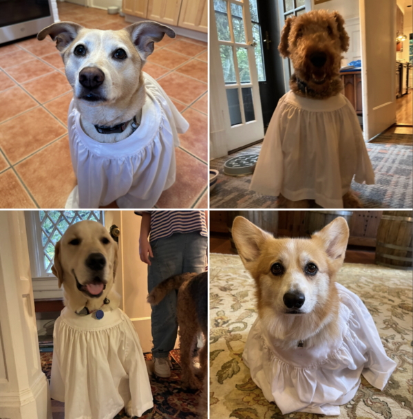 St. Francis Day Blessing of the Animals