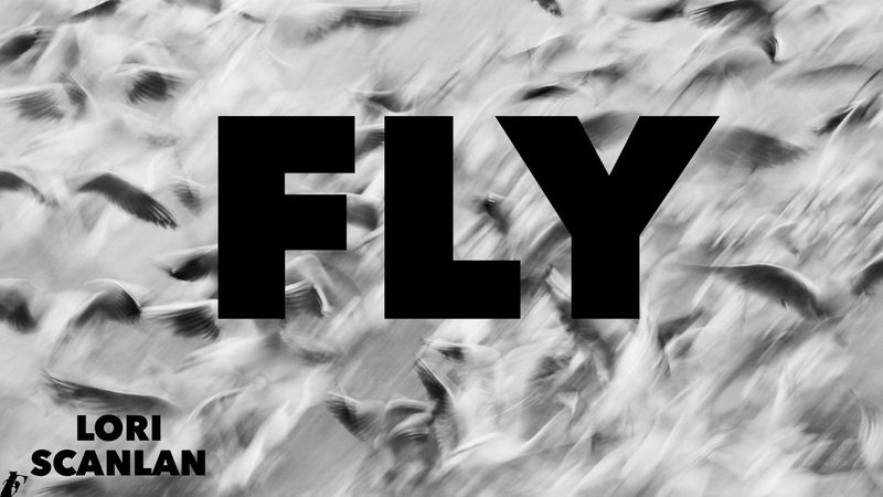 Fly