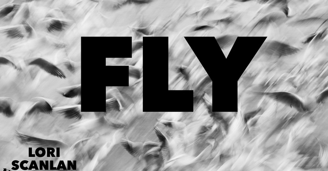 Fly
