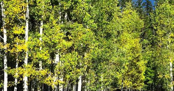 Youth Cookout in the Aspens