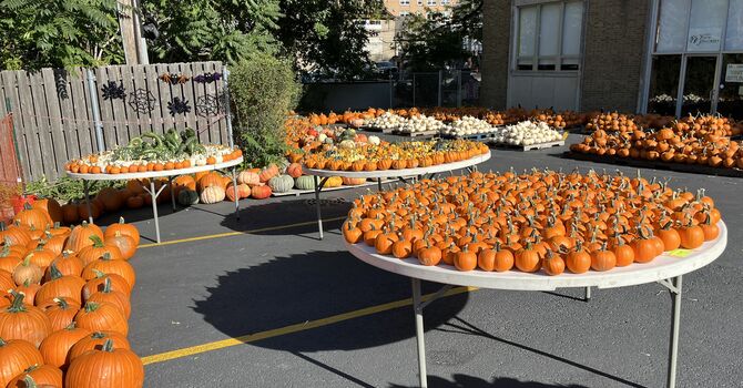 Pumpkin Patch Open