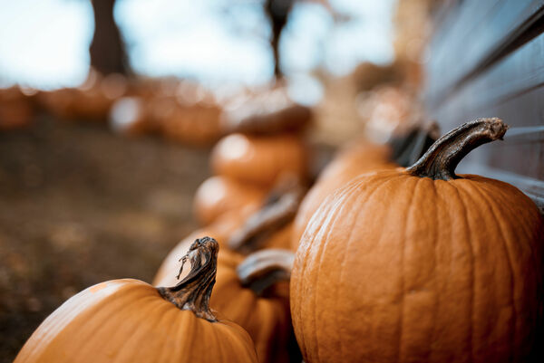 Thanksgiving Decorating on October 10