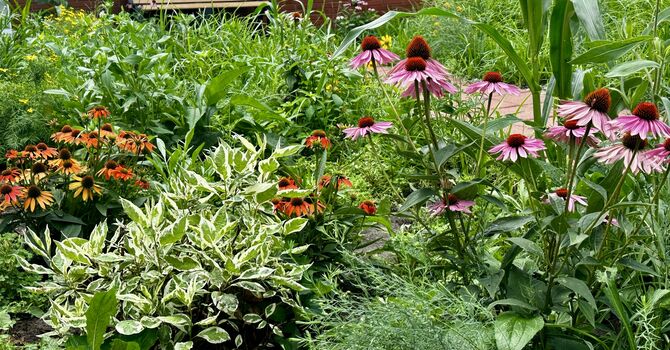 Pollinator Garden