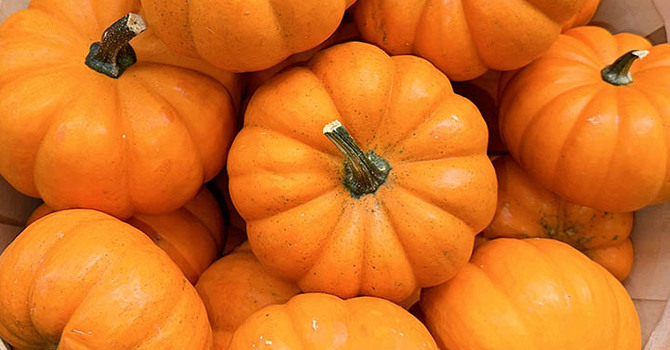  Pumpkin Decorating Workshop 
