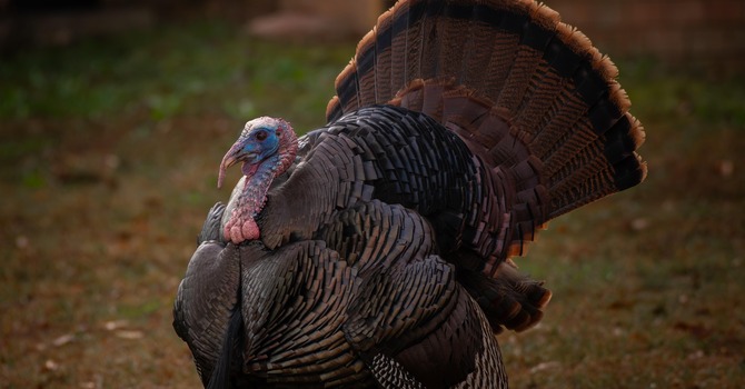 Thanksgiving service with blessing of the animals