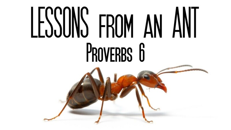 Ant Wisdom