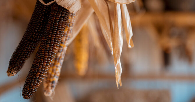 Harvest of Hope