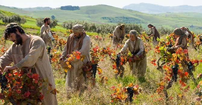 “TENANTS AND VINEYARDS”