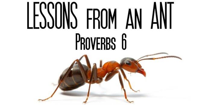Ant Wisdom