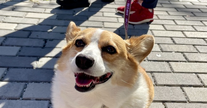 The Blessing of the Pets image