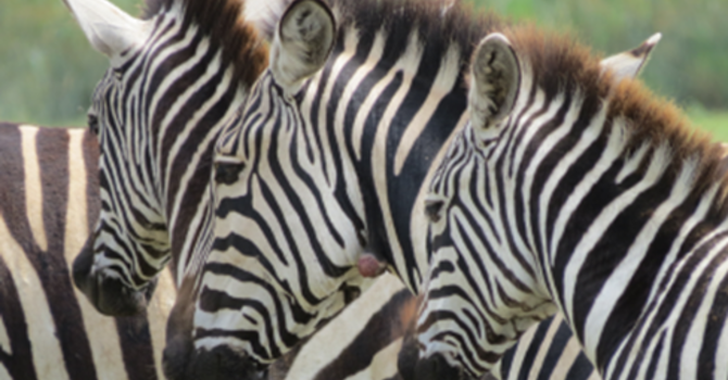 African Mission & Adventure III image