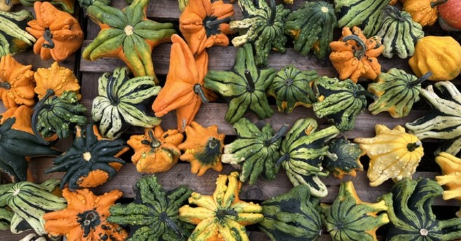 Pumpkins are Here!