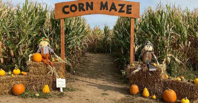 CornMaze Trip