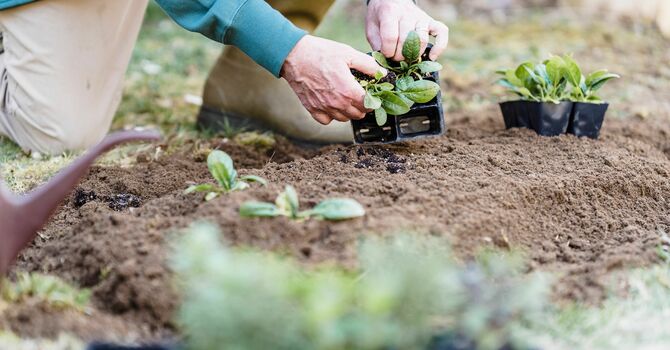 Native Plant Pollinator Garden Party