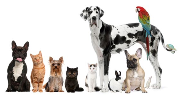 Blessing of the Animals