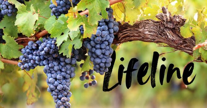 The Life-Vine