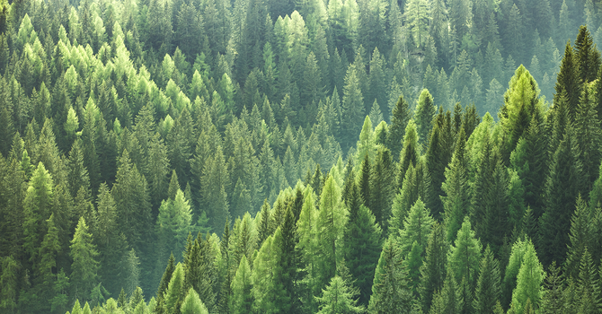 Saving Wildlife in Eastern North America