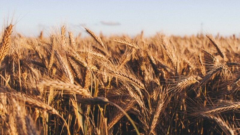 The Parable of the Weeds