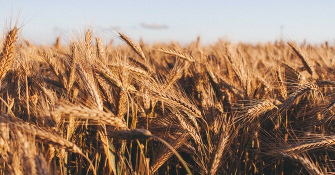 The Parable of the Weeds