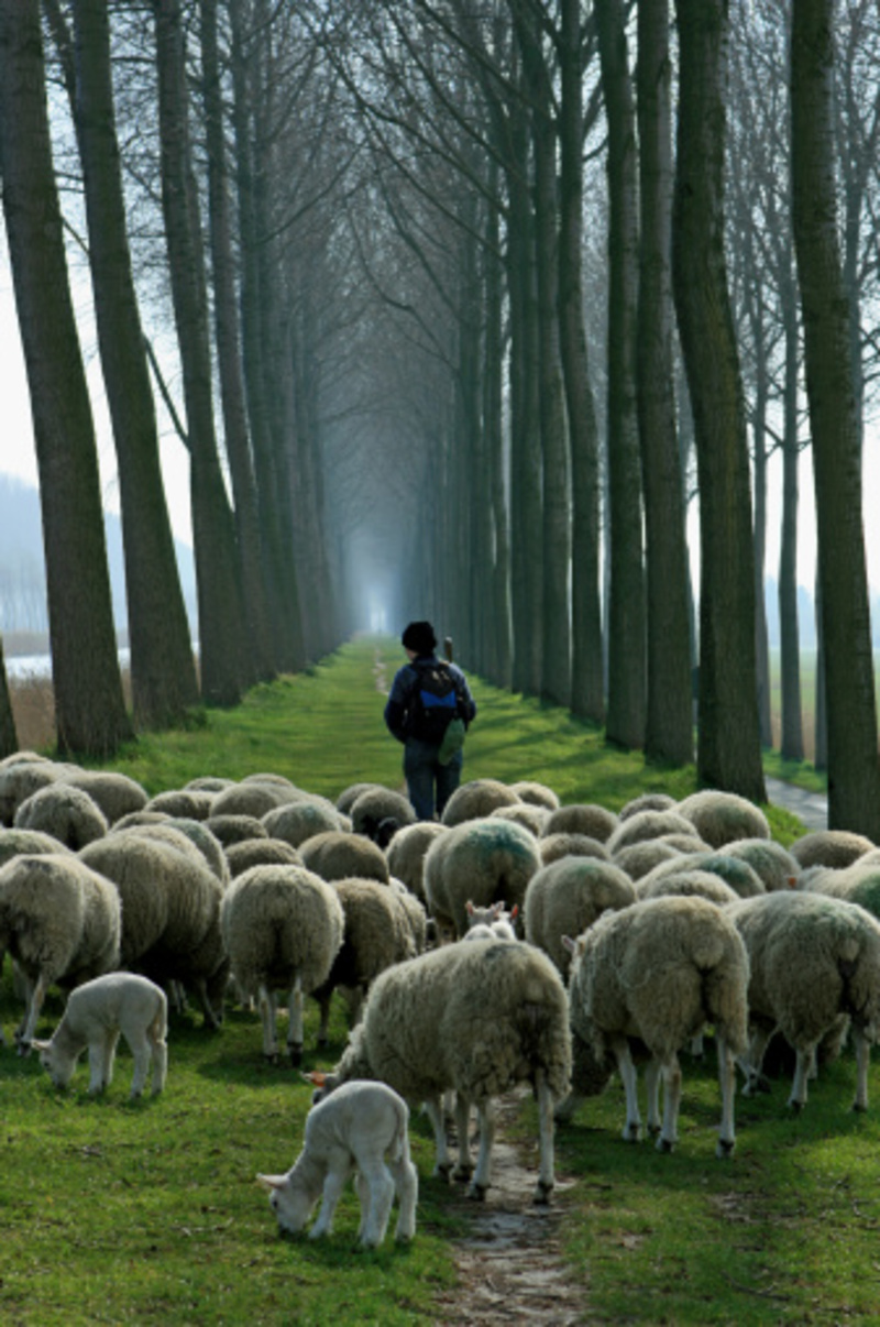 Shepherding The Flock Of God