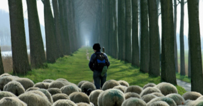 Shepherding The Flock Of God
