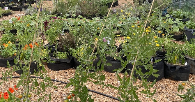 Pictures and a Video from the Shelbourne Community Kitchen Garden Tour image