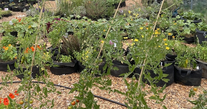 Pictures and a Video from the Shelbourne Community Kitchen Garden Tour