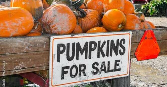 Pumpkin Patch 