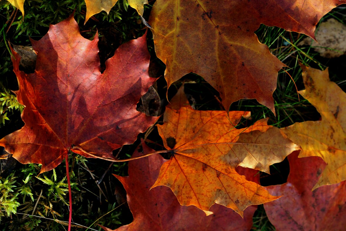 Slideshow image