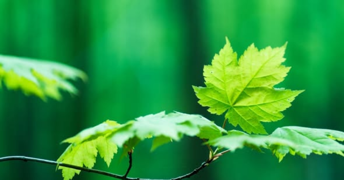 An Economy of Life