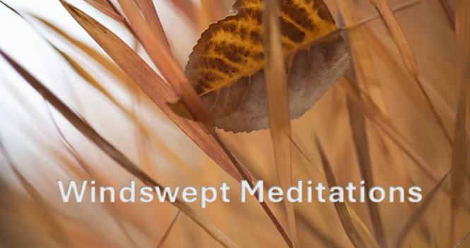 Windswept Meditations: Wellspring!