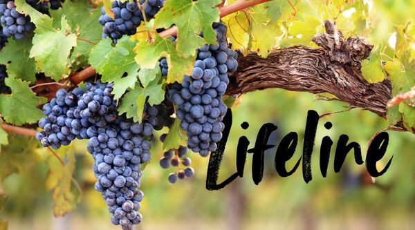 Abiding in Christ
