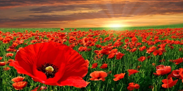 Remembrance Day Observance