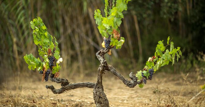 Cultivating the Vineyard 