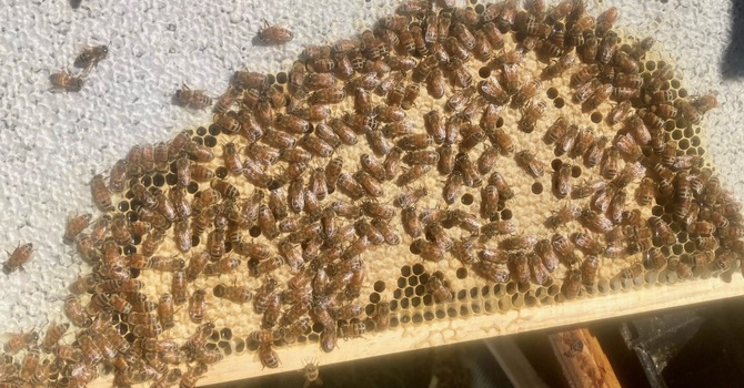 HONEY HARVESTING
