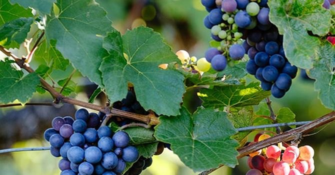 Growing as a Disciple, Part 3 image