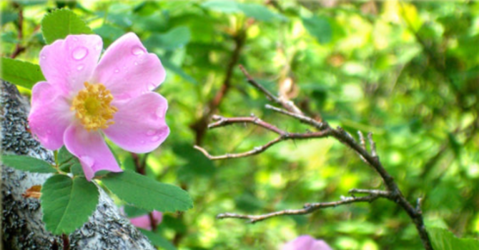 Letter to Life  image