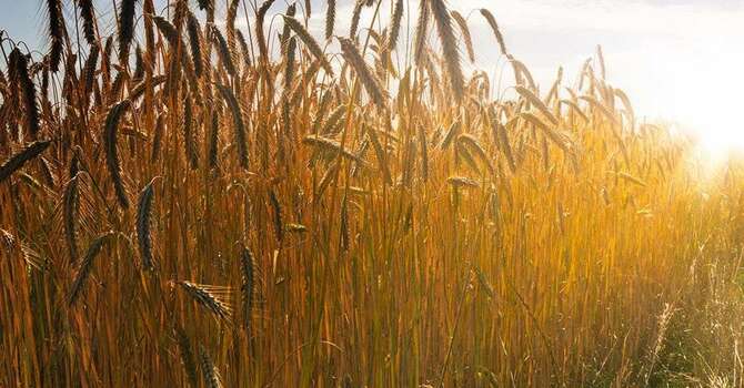 Where You Go, I'll Go