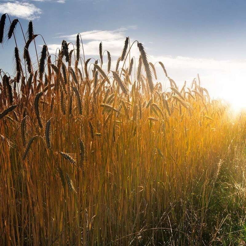 Where You Go, I'll Go