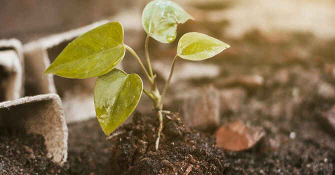 "Considering the Condition of our Spiritual Soil"