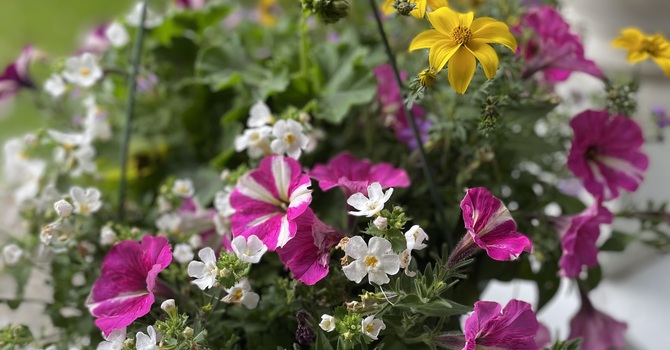 Blooms & Baking May 9