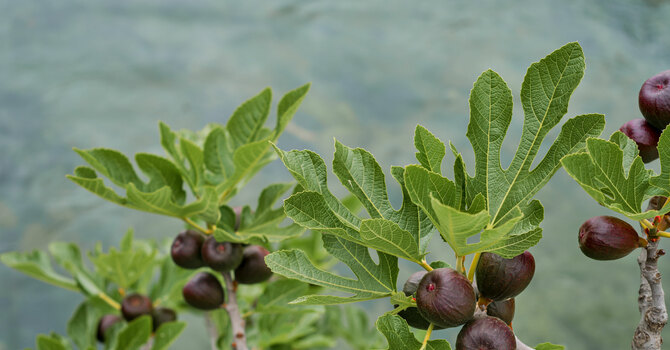 What Was Jesus Doing the Sunday and Monday Before He Died?