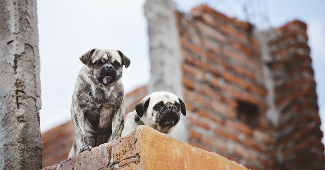 Beware Of Them Dogs