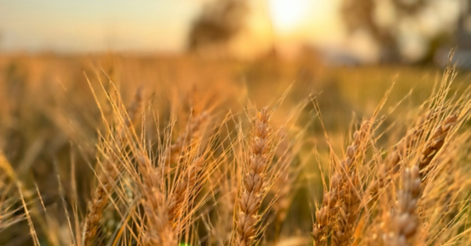 Rev. Karen's Reflection for July 19th, 2026