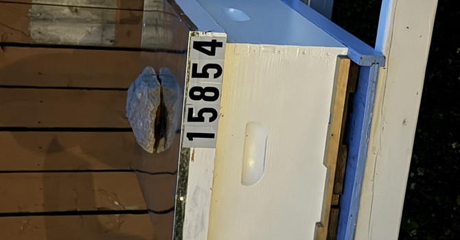 The Bees Have Moved In!